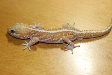 Geckos kaufen und verkaufen Foto: 0,1 Cyrtodactylus peguensis  160 euro