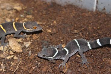 Geckos kaufen und verkaufen Foto: 6,4 Hemidactylus imbricatus 400 euro all