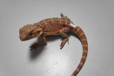 Lizards kaufen und verkaufen Photo: Farb Bartagamen Rot Orange Hypo het. Trans Pogona