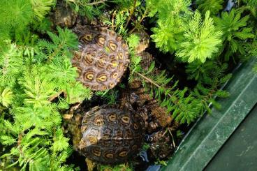 Sumpfschildkröten kaufen und verkaufen Foto: Rhinoclemmys pul.manni, Nachzuchten. 2024