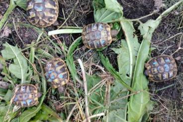 Schildkröten  kaufen und verkaufen Foto: Terrapene, Cuora, Rhinoclemmys, Testudo