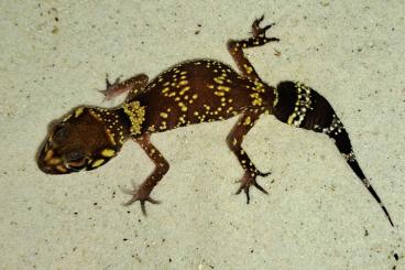 Geckos kaufen und verkaufen Foto: Heteronotia binoei, Underwoodisaurus milii 