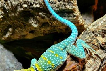 other lizards kaufen und verkaufen Photo: Crotaphytus collaris / Wichita Mountain