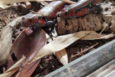 Lizards kaufen und verkaufen Photo: Lepidothyris fernandi (DNZ von 2023/24)