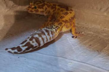 Geckos kaufen und verkaufen Photo: Leopardgeckos 