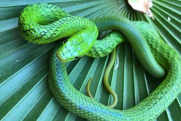 Colubrids kaufen und verkaufen Photo: Rhadinophis prasinum, Smaragdnatter