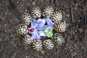 Turtles and Tortoises kaufen und verkaufen Photo: Geochelone elegans - Indische Sternschildkröte