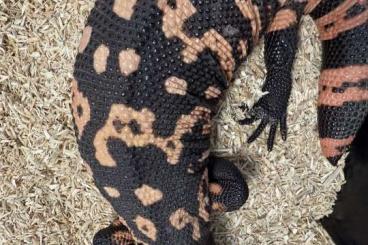 Lizards kaufen und verkaufen Photo: Heloderma suspectum Utah blacky Lizards kaufen und verkaufen Photo: Heloderma suspectum Utah blacky