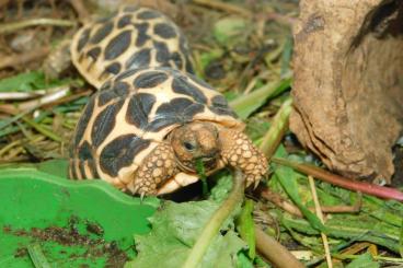 Tortoises kaufen und verkaufen Photo: G.elegans cb 24 and Kinixys b.b. cb 24