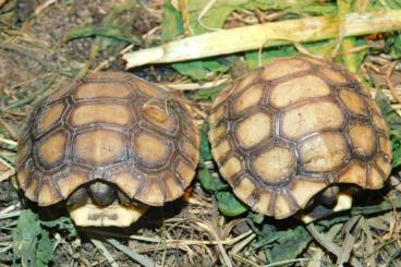 Landschildkröten kaufen und verkaufen Foto: G.elegans cb 24 and Kinixys b.b. cb 24