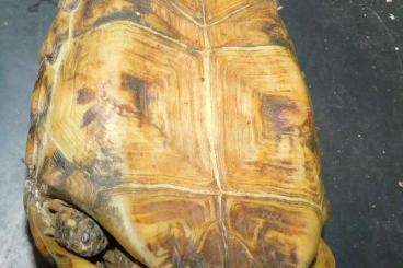 Tortoises kaufen und verkaufen Photo: Kinixys belliana female for Hamm