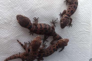 Geckos kaufen und verkaufen Photo: Geckoella species available 