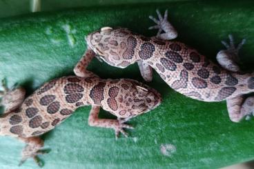 Geckos kaufen und verkaufen Photo: Last chance for Hamm 11.3.
