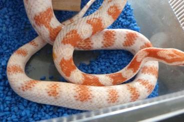 Snakes kaufen und verkaufen Photo: 1.0 Kornatter High White Snakes kaufen und verkaufen Photo: 1.0 Kornatter High White