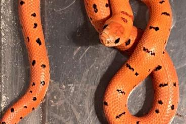 Schlangen kaufen und verkaufen Foto: Diverse Lampropeltis Nachzuchten 2024