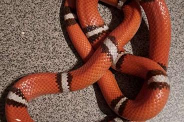 Snakes kaufen und verkaufen Photo: Königsnattern, Lampropeltis