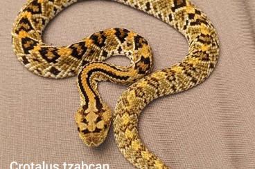 Giftschlangen kaufen und verkaufen Foto: Crotalus tzabcan / CB 2024