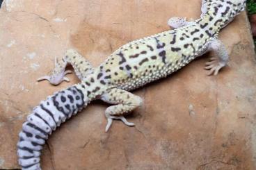 Geckos kaufen und verkaufen Foto: Goniurosaurus and Eublepharis for Hamm