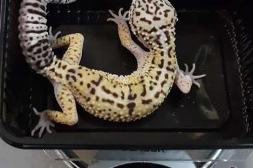 Geckos kaufen und verkaufen Photo: Biete für Hamm Eublepharis angramainyu Ilam