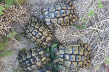 Landschildkröten kaufen und verkaufen Foto: Testudo graeca ibera for Hamm 