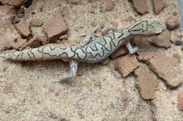 Echsen  kaufen und verkaufen Foto: Australische Bodengeckos abzugeben