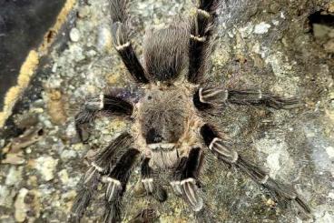 Vogelspinnen kaufen und verkaufen Foto: Biete Männchen & Pamphobeteus NZ