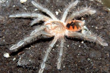 - bird spiders kaufen und verkaufen Photo: Biete Pamphobeteus spec Tigris NZ