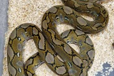 Schlangen kaufen und verkaufen Foto: Python molurus bivitattus,Python regius reticulatus