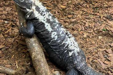 Lizards kaufen und verkaufen Photo: Heloderma suspectum cinctum, Brachylophus fasciatus, Varanus salvadorr