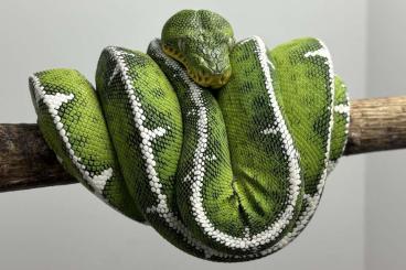 Snakes kaufen und verkaufen Photo: Corallus batesi, Corallus batesi, Corallus batesi, Snakes kaufen und verkaufen Photo: Corallus batesi, Corallus batesi, Corallus batesi,