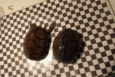 Turtles and Tortoises kaufen und verkaufen Photo: Kinosternon acutum, scorpioides