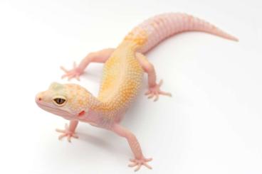 Geckos kaufen und verkaufen Photo: Rainwater albino female breeder