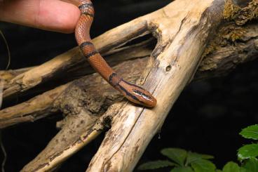 Nattern ungiftige  kaufen und verkaufen Foto: Oreocryptophis porphyraceus pulcher male cb22