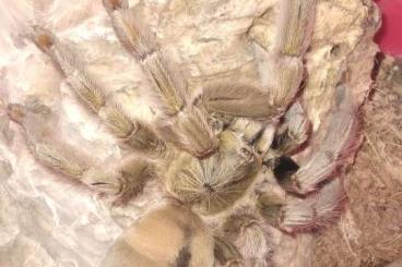 Spinnen und Skorpione kaufen und verkaufen Foto: 0,1 psalmopoeus cambridgei frisch adult 39,00 euro