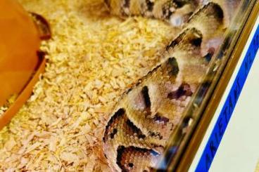 Giftschlangen kaufen und verkaufen Foto: For Hamm March Bitis Aspidelaps Crotalus