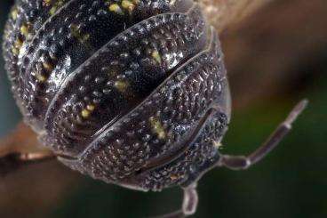 Insects kaufen und verkaufen Photo: Pachnoda cordata, prasina, aurantia
