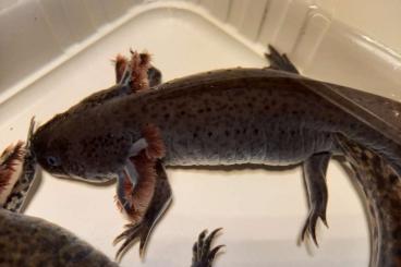 newts and salamanders kaufen und verkaufen Photo: Axolotl 1,2 abzugeben Zuchtgruppe 50€