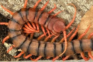 Myriapoda kaufen und verkaufen Foto: Scolopendra dehaani “cherry red”    