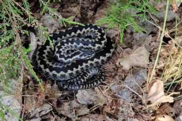 Snakes kaufen und verkaufen Photo: Vipera berus  -  Kreuzotter