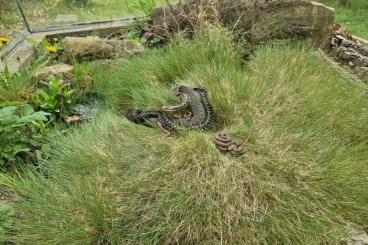 Venomous snakes kaufen und verkaufen Photo: Vipera berus - Kreuzotter