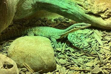 Monitor lizards kaufen und verkaufen Photo: Varanus for Houten Snake Day 2024