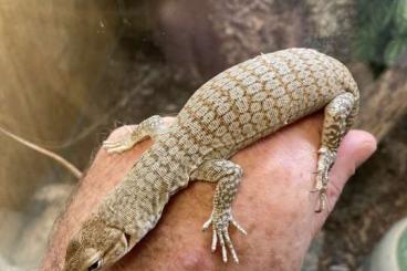 Monitor lizards kaufen und verkaufen Photo: Varanus for Hamm Sept. 14th