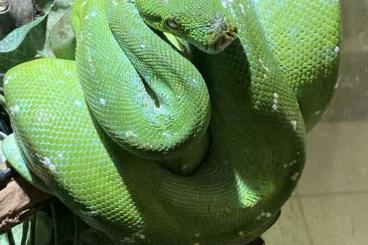 Schlangen kaufen und verkaufen Foto: Snakes for Houten Snake Day 2024
