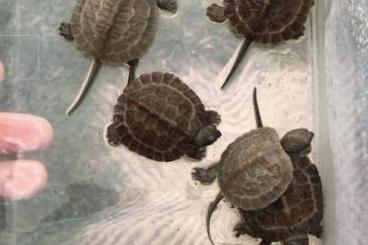Turtles and Tortoises kaufen und verkaufen Photo: Glyptemys insculpta - Terrapene c.carolina - Clemmys guttata 