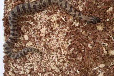 Schlangen kaufen und verkaufen Foto: Heterodon nasicus CB 2024