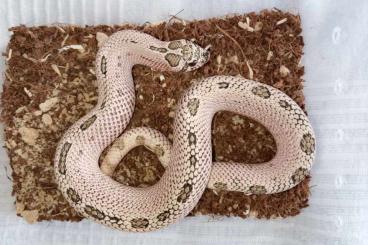 Snakes kaufen und verkaufen Photo: Heterodon nasicus - ADULT Snakes kaufen und verkaufen Photo: Heterodon nasicus - ADULT