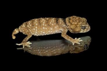 Geckos kaufen und verkaufen Photo: nephrurus hamm ...............