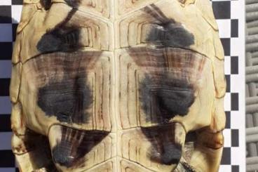 Schildkröten  kaufen und verkaufen Foto: Testudo hermanni boettgerie