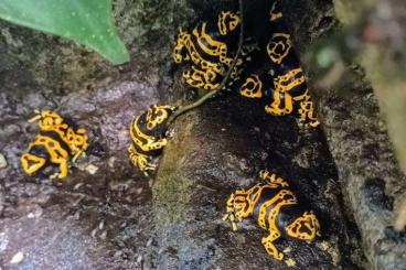 Pfeilgiftfrösche kaufen und verkaufen Foto: Dendrobates leucomelas suchen neuen Futterspender