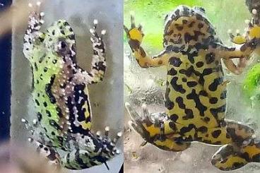 frogs kaufen und verkaufen Photo: Bombina orientalis DNZ 2022 abzugeben